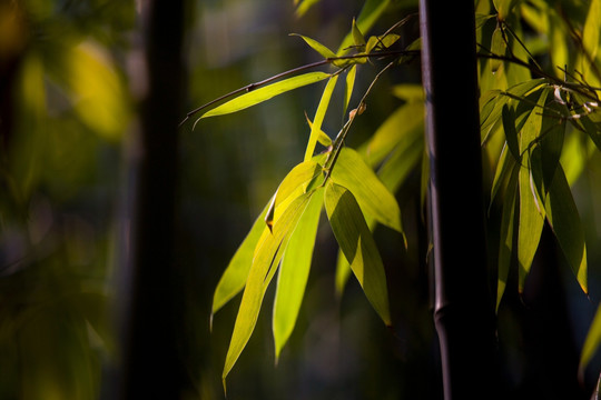 山东济南趵突泉公园的竹子