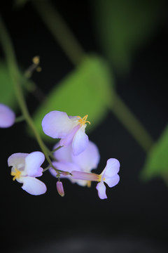 二月兰 诸葛菜