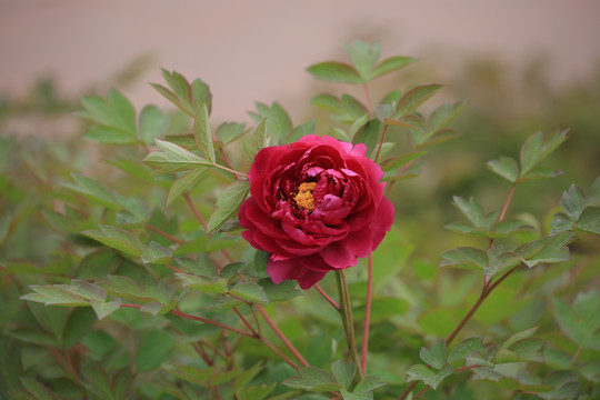 红色牡丹花