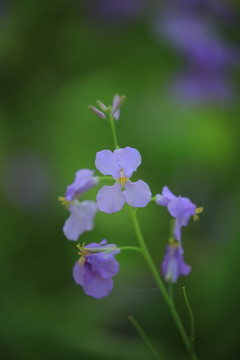 二月兰 诸葛菜