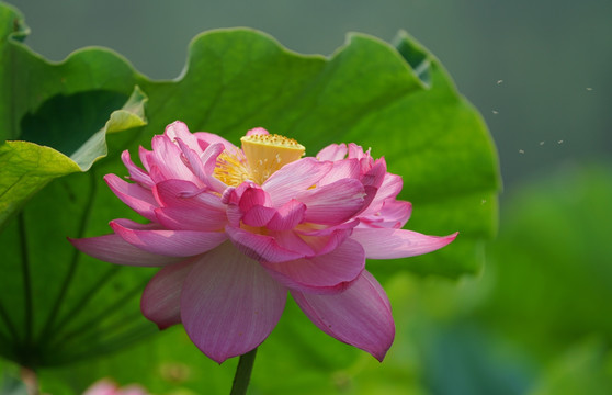 高清荷花