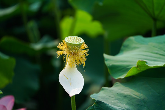 高清荷花莲蓬