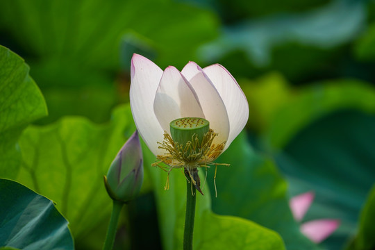 高清荷花莲蓬