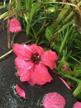 雨后桃花特写