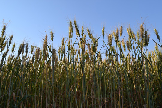 成熟的麦地