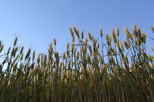 麦田