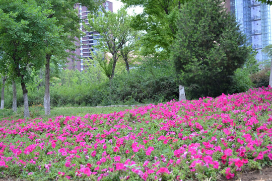 鲜花公园