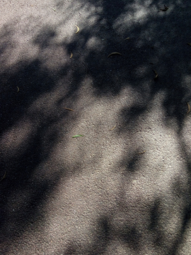 柏油路上的树影