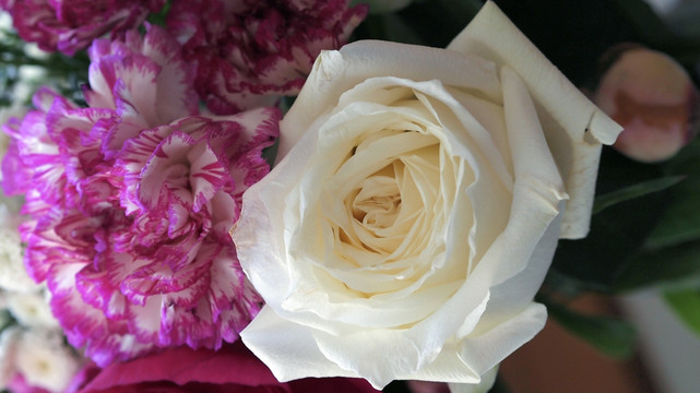 白玫瑰 康乃馨 花卉