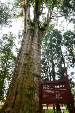 阿里山