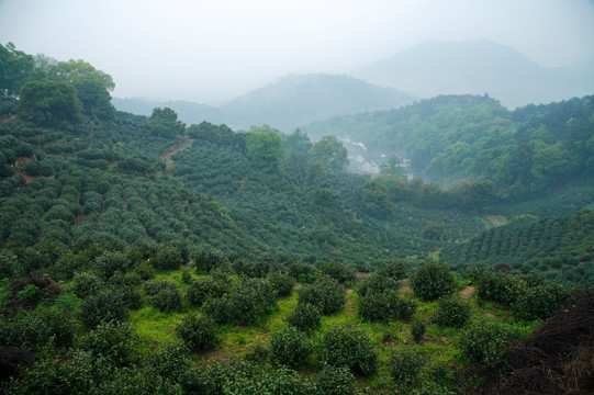 龙井村茶园