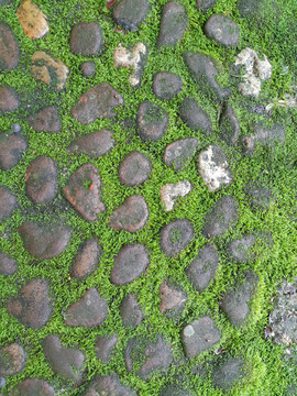 绿苔鹅卵石