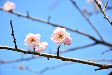 粉色梅花图片