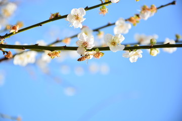 白色梅花摄影图图片