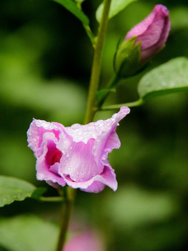 木槿花 木芙蓉 园林绿化