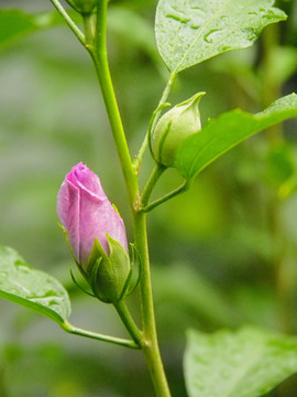 木槿花 木芙蓉 园林绿化