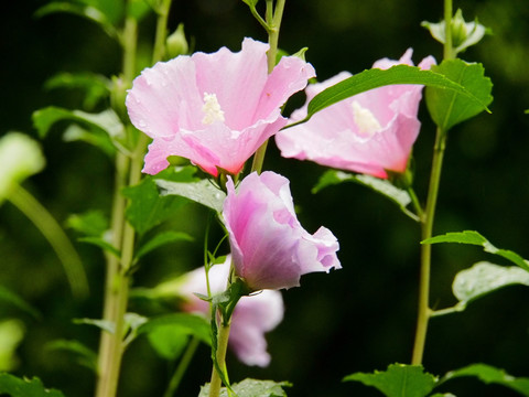 木槿花 木芙蓉花 花卉 植物