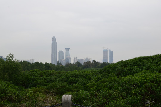 深圳红树林