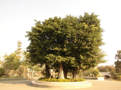 粗壮大树