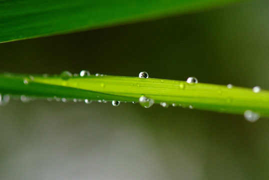 露珠 水滴