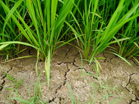干涸的水稻田