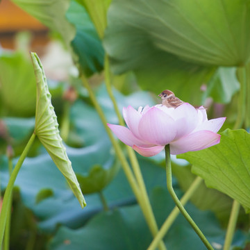 荷花与麻雀