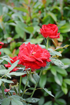 雨后月季花