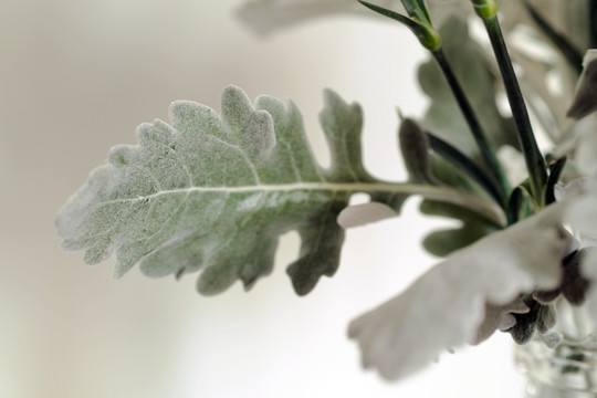 银叶菊 叶子 特写 植物