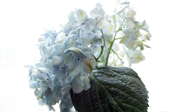 淡蓝色花卉 洋绣球 鲜花