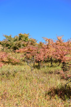 野山楂树