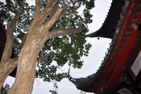 都江堰离堆公园