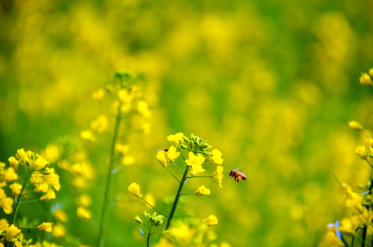 油菜花图