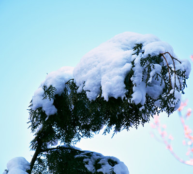 被雪压弯的柏树