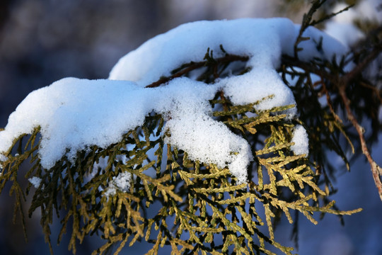 柏树枝上的残雪