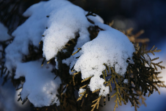 柏树上的白雪摄影图