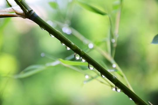 翠竹上的水滴
