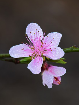 雨后的桃花特写图片