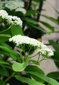 白色花朵上的蜜蜂