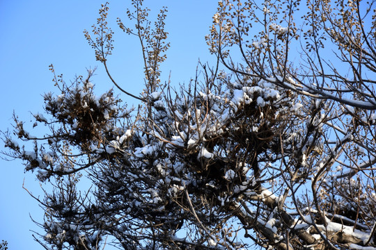 桐树上的积雪