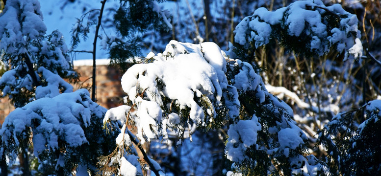 雪后的柏树高清图片素材