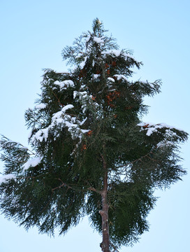 雪后的柏树摄影图