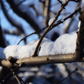 桃树上的积雪