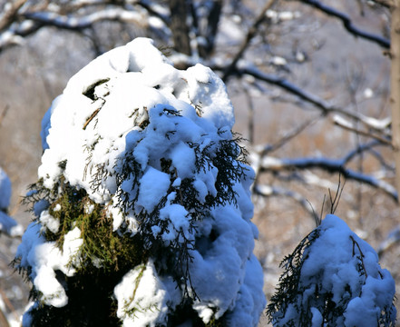 被雪压弯的柏树