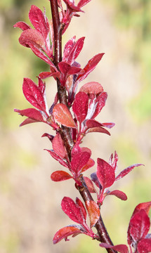 红色嫩叶植物摄影图