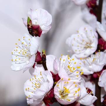 杏花花蕊微距图片