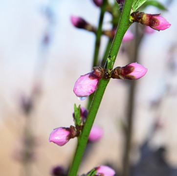 绿枝和红花