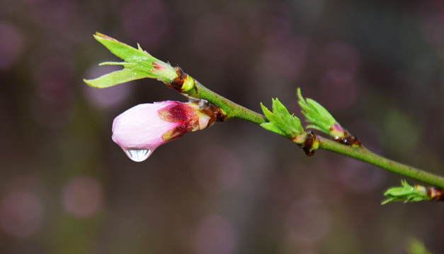 雨后的桃花花苞