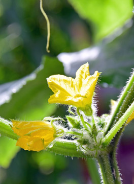 阳光里的黄瓜花图片