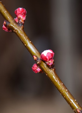 红色杏花的花苞特写图
