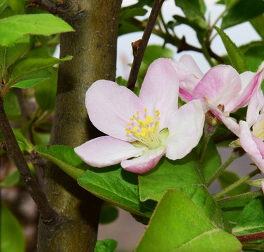 粉嫩的花瓣图片素材